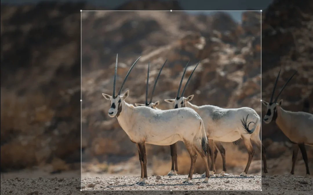How to Crop and Compress Images for the Web in Just 2 Steps